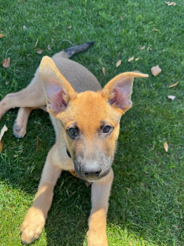 Plum, a Adoptable mixed breed in Phoenix, AZ image 3/6