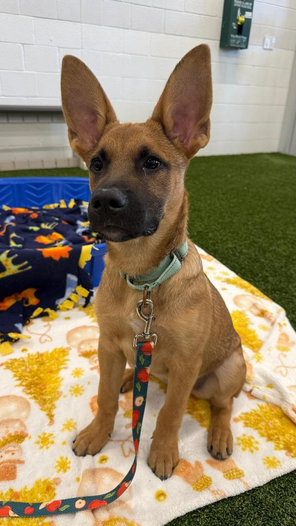 Plum, a Adoptable mixed breed in Phoenix, AZ image 4/6