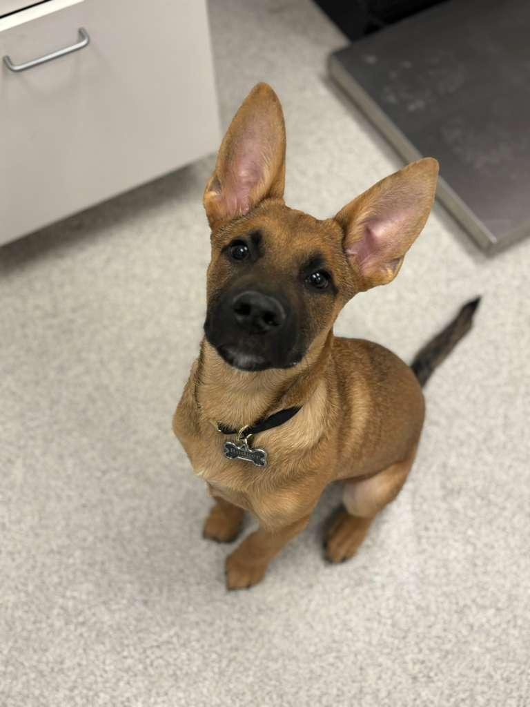 Plum, a Adoptable mixed breed in Phoenix, AZ image 5/6