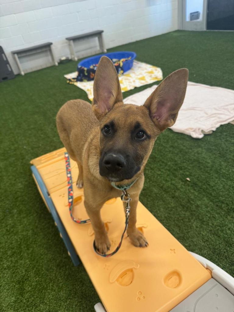 Plum, a Adoptable mixed breed in Phoenix, AZ image 6/6