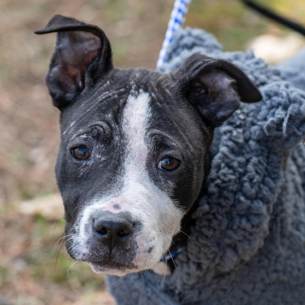 Enlarge PIP-30518, a Adoptable mixed breed in Bartlett, TN image 1/2