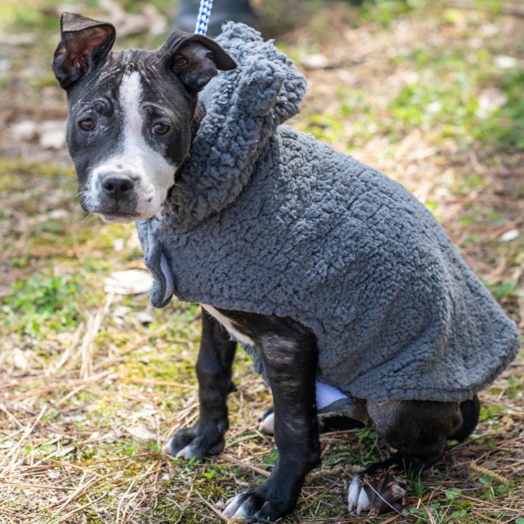 Enlarge PIP-30518, a Adoptable mixed breed in Bartlett, TN image 2/2