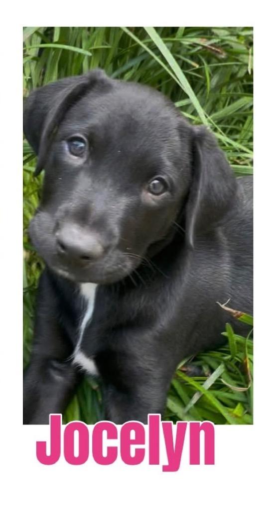 Jocelyn thumbnail 7
