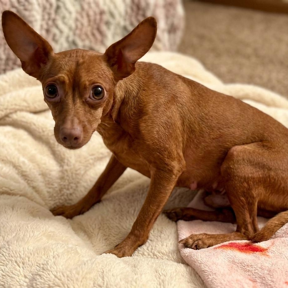 Enlarge Brinkley 6932, a Adoptable Chihuahua in Boca Raton, FL image 2/2