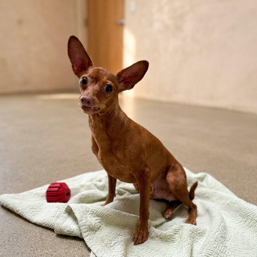 Brinkley 6932, Adoptable, Senior Female Chihuahua.