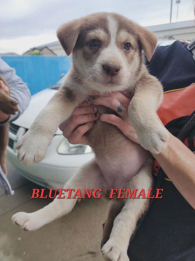 Blue Tang, Adopted, Puppy Female Mixed Breed.
