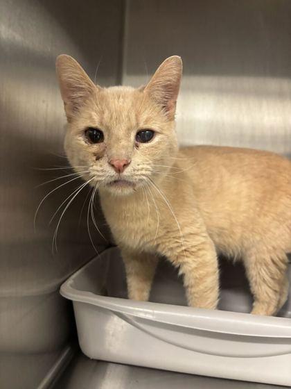 Enlarge Diane (E64), a Adoptable mixed breed in Lafayette, IN image 1/2