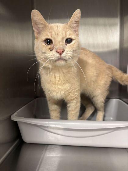 Enlarge Diane (E64), a Adoptable mixed breed in Lafayette, IN image 2/2