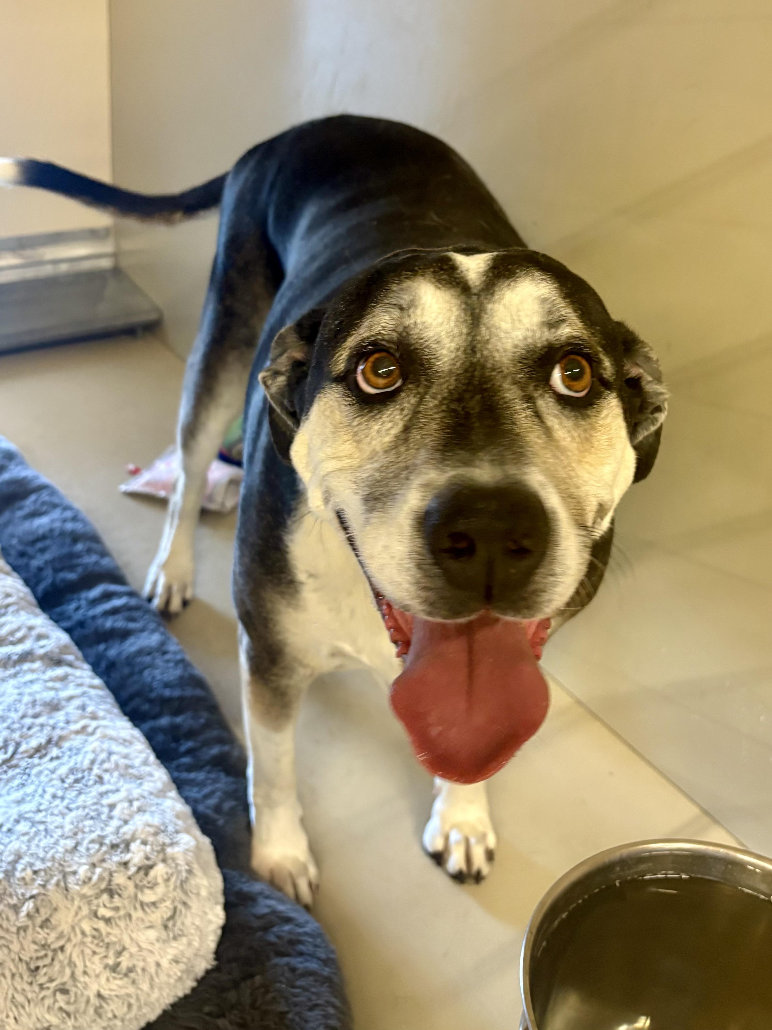 Bella, an adoptable Harrier in Boulder City, NV, 89005 | Photo Image 1