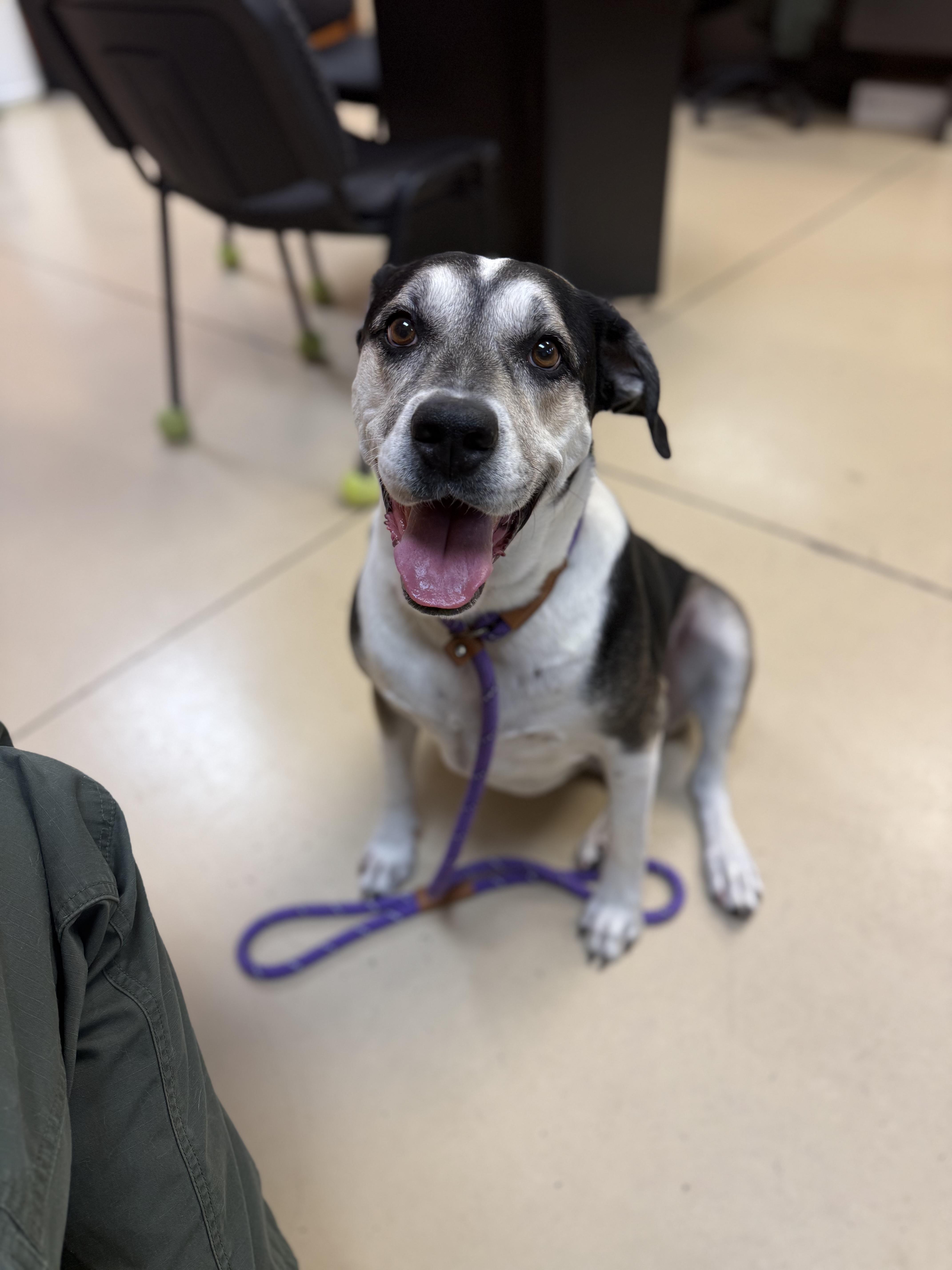 Bella, an adoptable Harrier in Boulder City, NV, 89005 | Photo Image 3