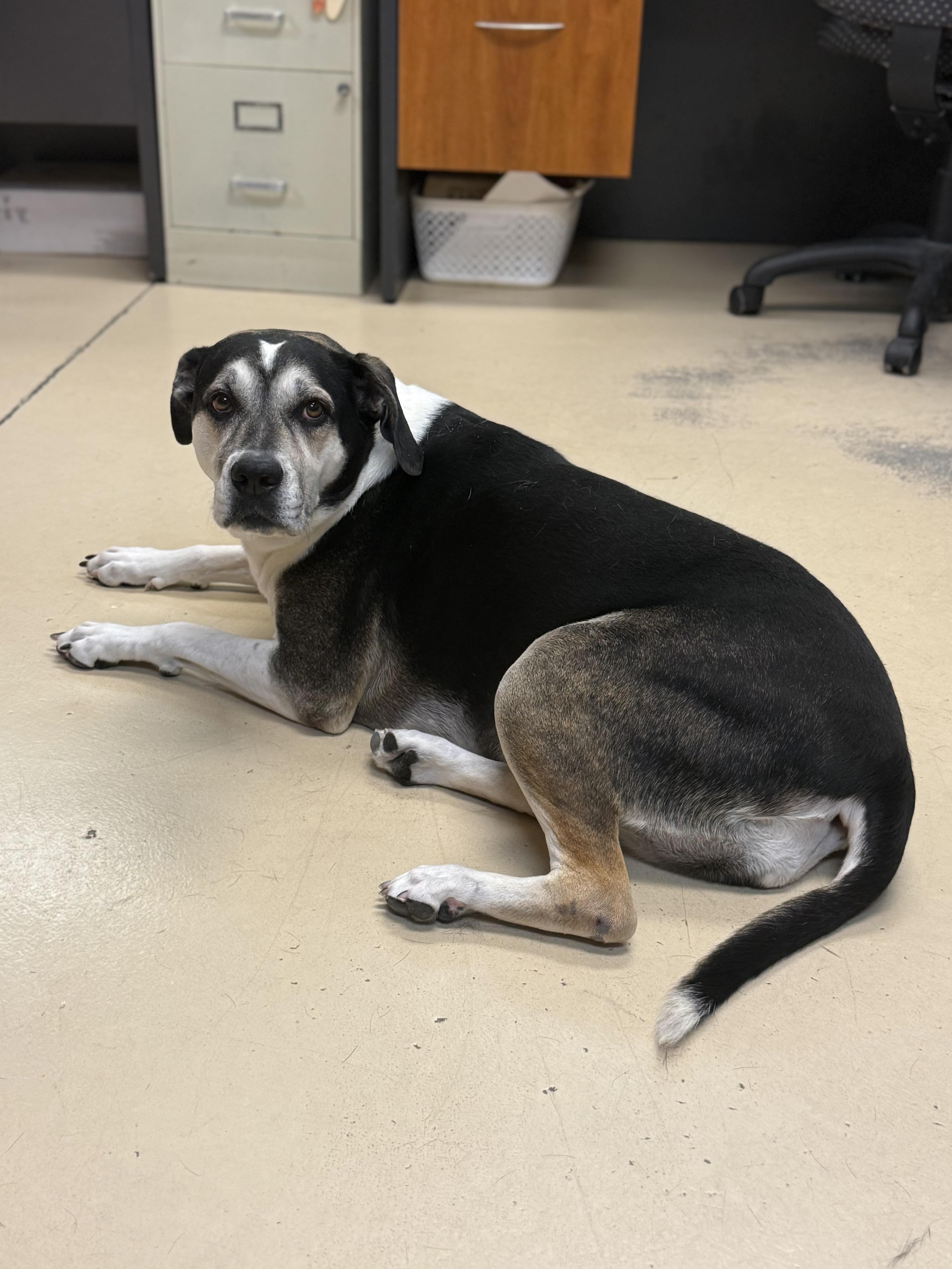 Bella, an adoptable Harrier in Boulder City, NV, 89005 | Photo Image 4