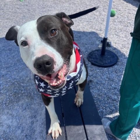 Enlarge Buddy, a ADOPTABLE Pit Bull Terrier in Marion, NC image 2/6