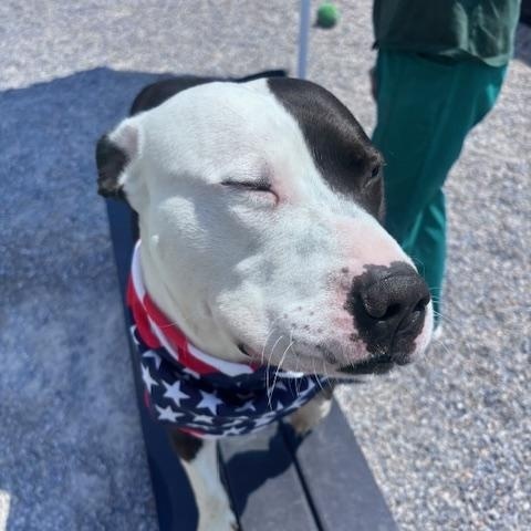 Enlarge Buddy, a ADOPTABLE Pit Bull Terrier in Marion, NC image 3/6