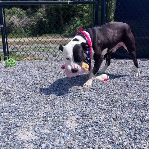 Enlarge Buddy, a ADOPTABLE Pit Bull Terrier in Marion, NC image 6/6
