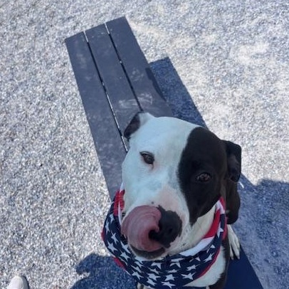 Enlarge Buddy, a ADOPTABLE Pit Bull Terrier in Marion, NC image 4/6