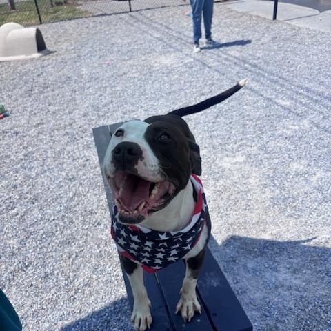 Buddy, ADOPTABLE, Adult Male Pit Bull Terrier.