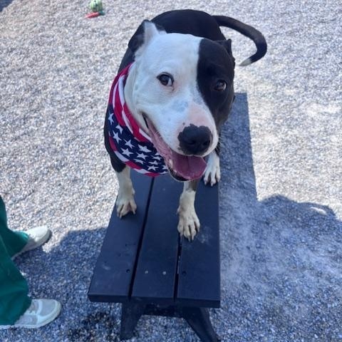 Enlarge Buddy, a ADOPTABLE Pit Bull Terrier in Marion, NC image 5/6