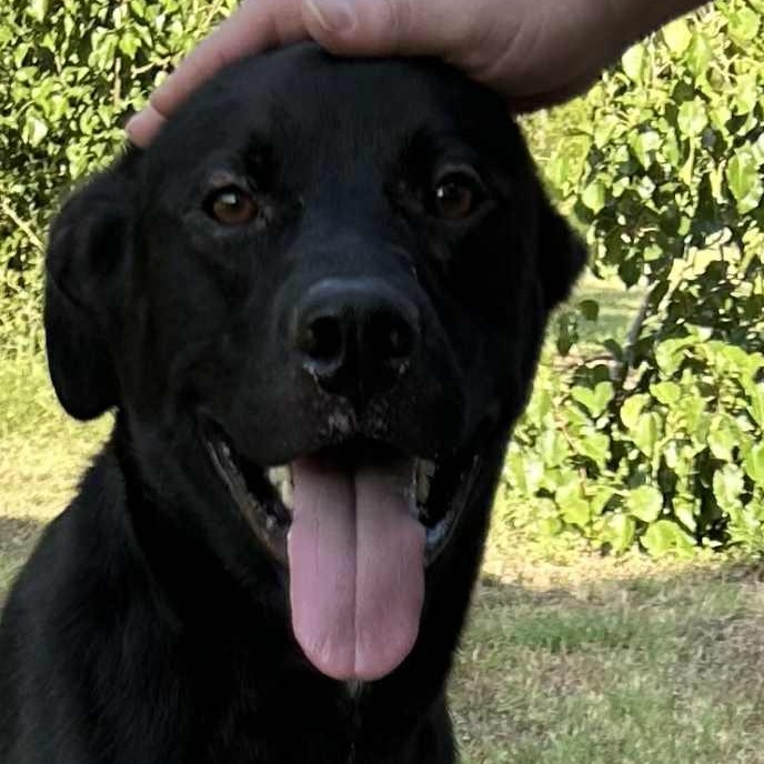COLT has a low adoption fee