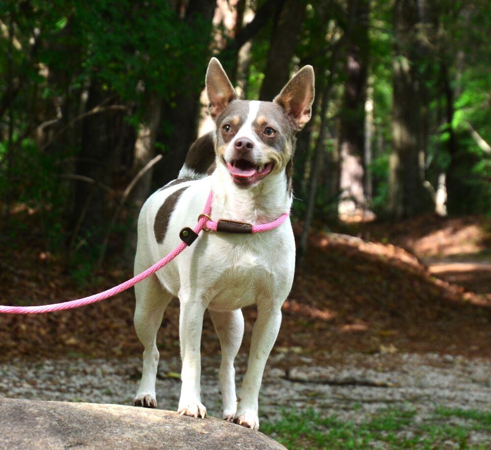 Sweetie Pie, Adoptable, Adult Female Chihuahua & Rat Terrier.