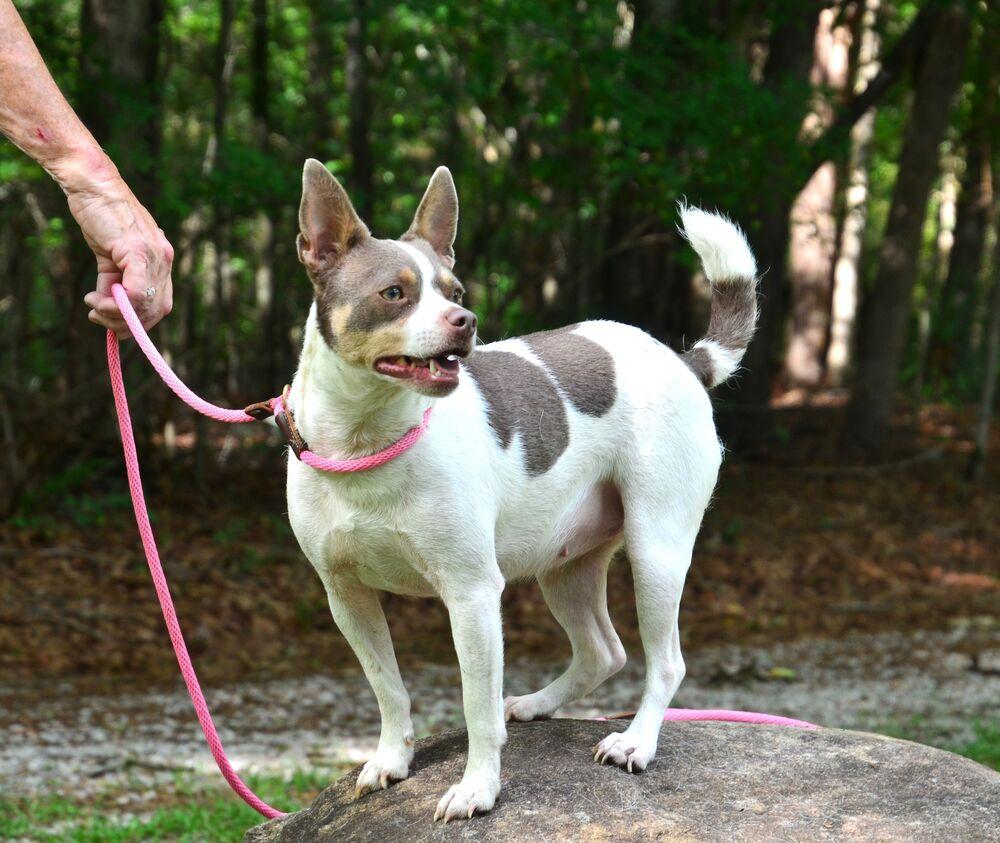 Enlarge Sweetie Pie, a Adoptable mixed breed in Willingboro, NJ image 2/6