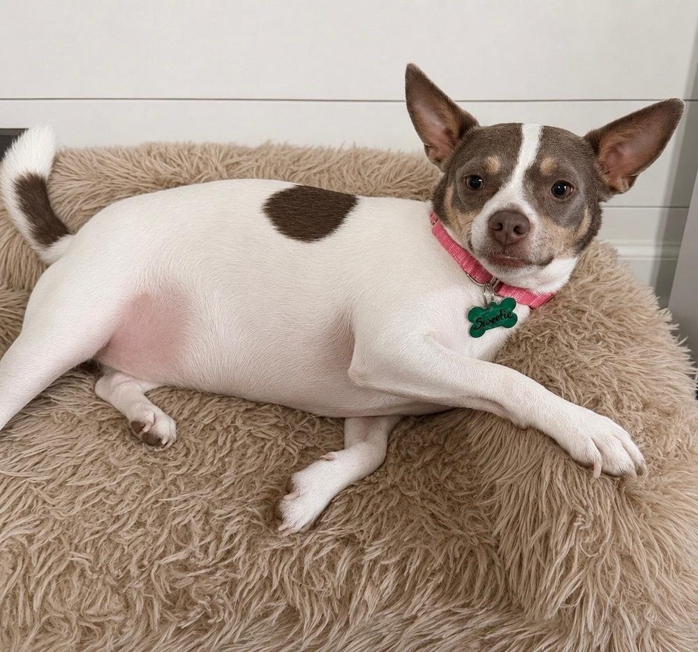 Enlarge Sweetie Pie, a Adoptable mixed breed in Willingboro, NJ image 3/6
