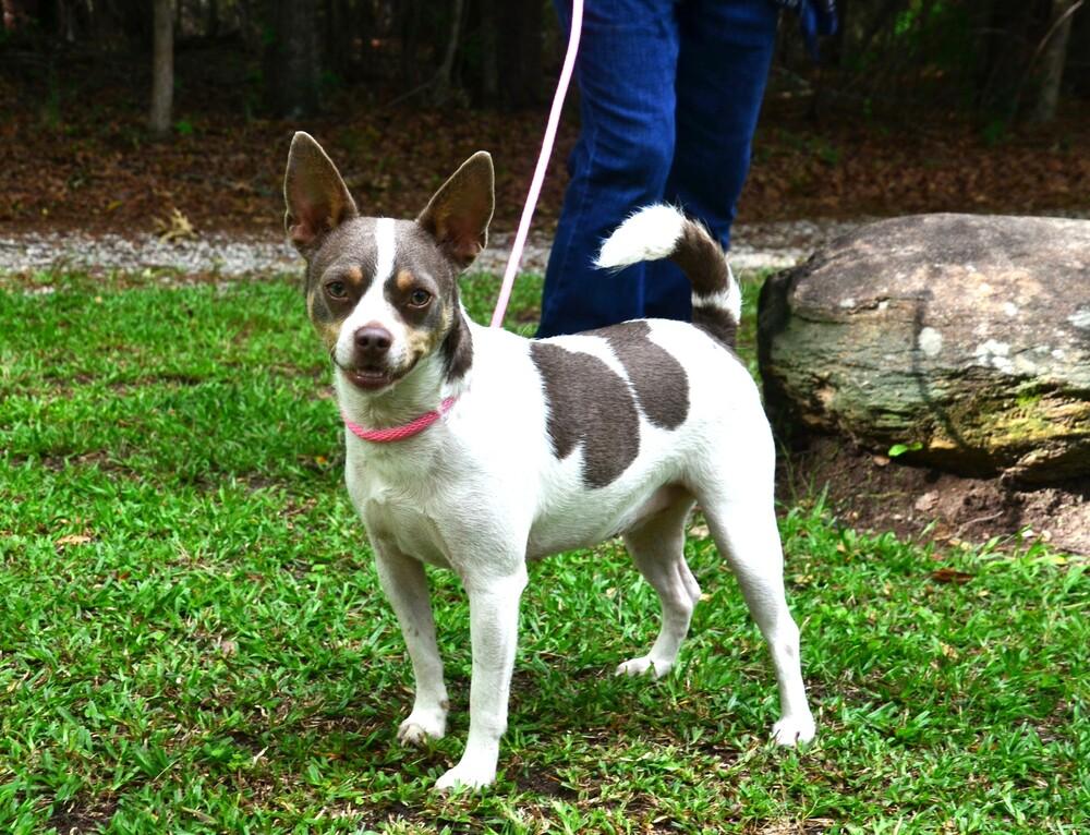 Enlarge Sweetie Pie, a Adoptable mixed breed in Willingboro, NJ image 4/6
