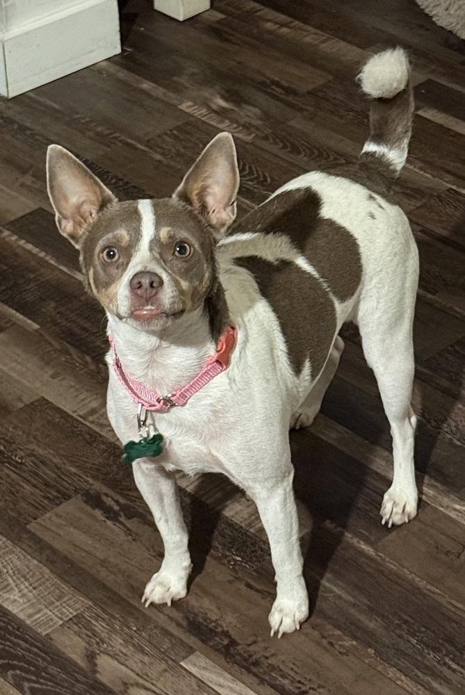 Enlarge Sweetie Pie, a Adoptable mixed breed in Willingboro, NJ image 5/6