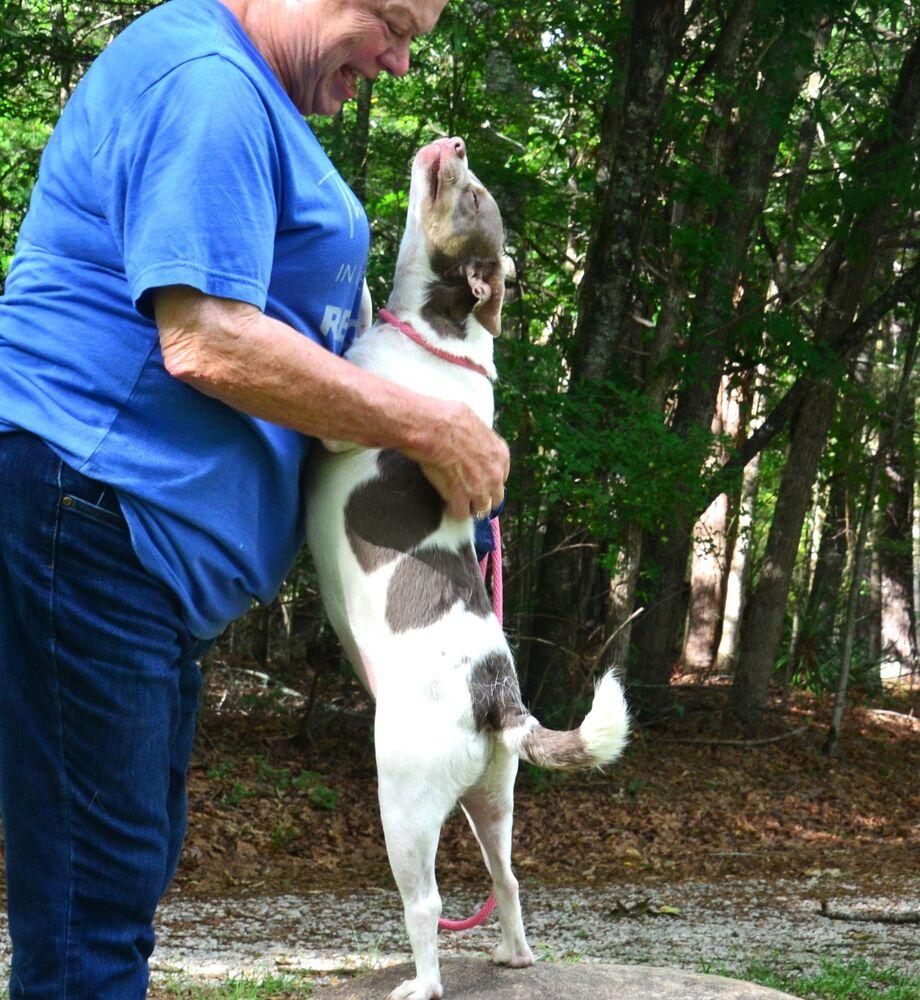 Enlarge Sweetie Pie, a Adoptable mixed breed in Willingboro, NJ image 6/6