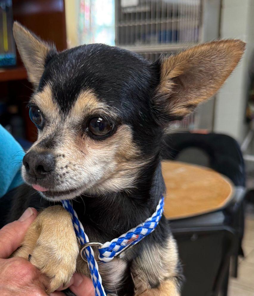 Martha, Adopted, Adult Female Chihuahua.