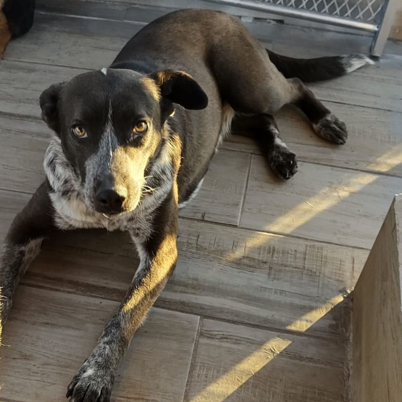 Enlarge Viviana, a Adoptable Australian Cattle Dog / Blue Heeler in Nogales , AZ image 1/3