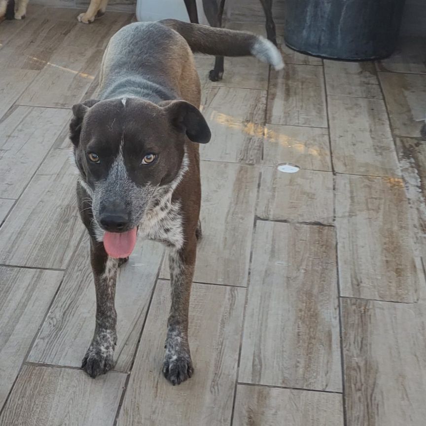 Enlarge Viviana, a Adoptable Australian Cattle Dog / Blue Heeler in Nogales , AZ image 2/3