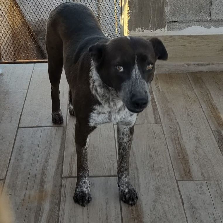 Enlarge Viviana, a Adoptable Australian Cattle Dog / Blue Heeler in Nogales , AZ image 3/3
