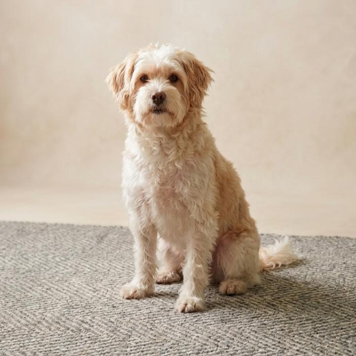Enlarge Clementine, a ADOPTABLE mixed breed in Eustis, FL image 1/1