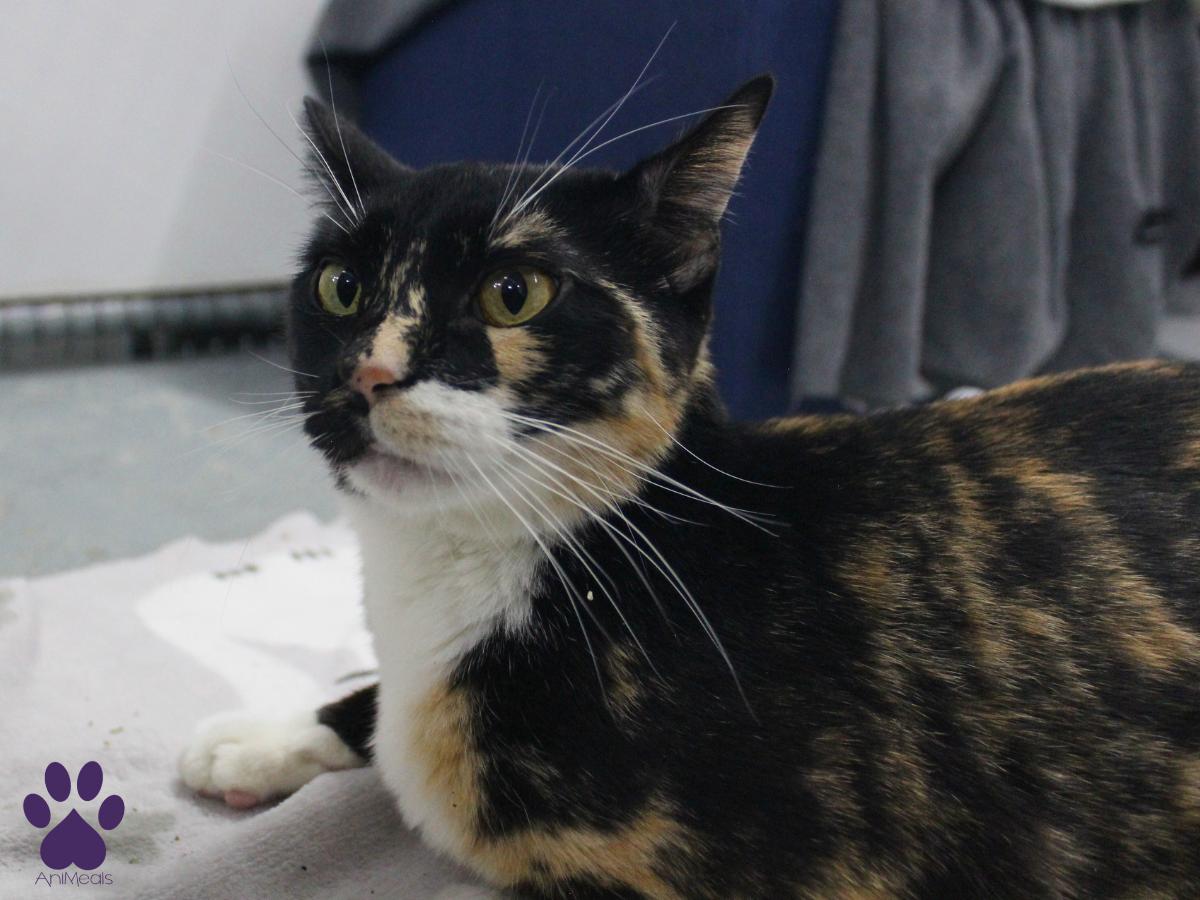 Enlarge Monroe, a ADOPTABLE Domestic Short Hair in Missoula, MT image 5/5