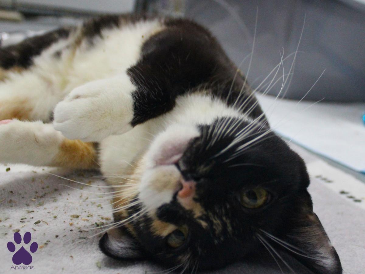 Enlarge Monroe, a ADOPTABLE Domestic Short Hair in Missoula, MT image 3/5