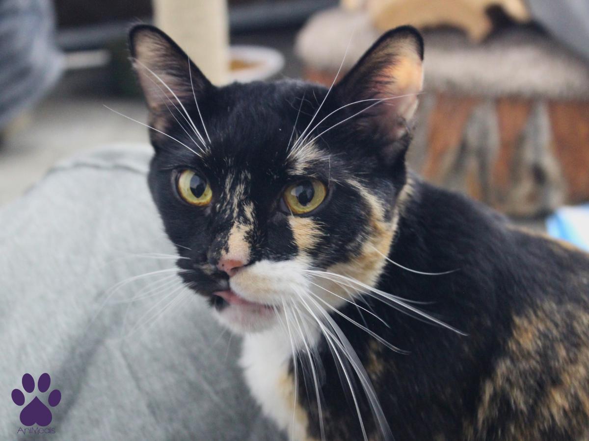 Enlarge Monroe, a ADOPTABLE Domestic Short Hair in Missoula, MT image 1/5