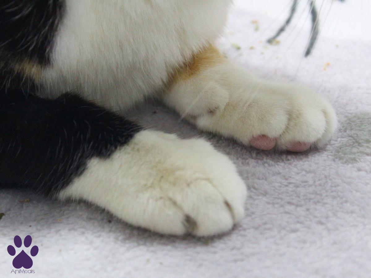 Enlarge Monroe, a ADOPTABLE Domestic Short Hair in Missoula, MT image 4/5