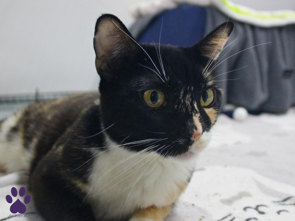 Enlarge Monroe, a ADOPTABLE Domestic Short Hair in Missoula, MT image 2/5