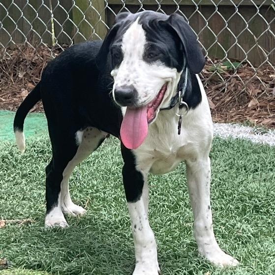 Enlarge Brave, a ADOPTABLE mixed breed in Chelmsford, MA image 1/4