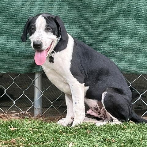 Enlarge Brave, a ADOPTABLE mixed breed in Chelmsford, MA image 3/4