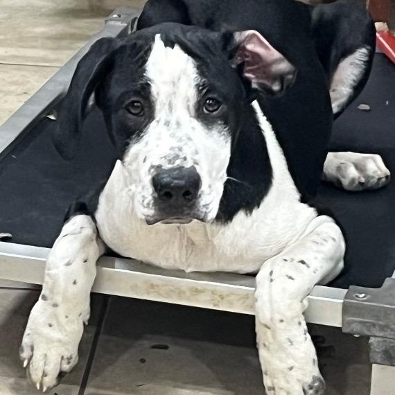 Enlarge Brave, a ADOPTABLE mixed breed in Chelmsford, MA image 4/4