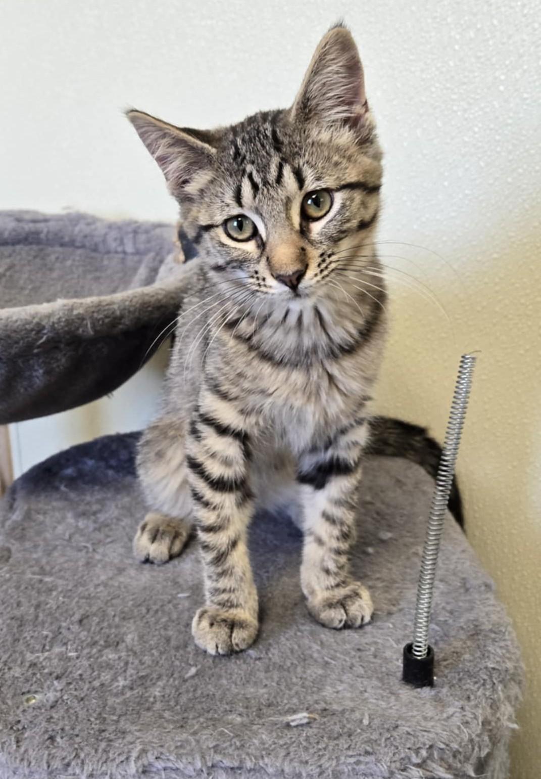 Bonnie, a Adoptable Domestic Short Hair in Larned, KS image 1/2