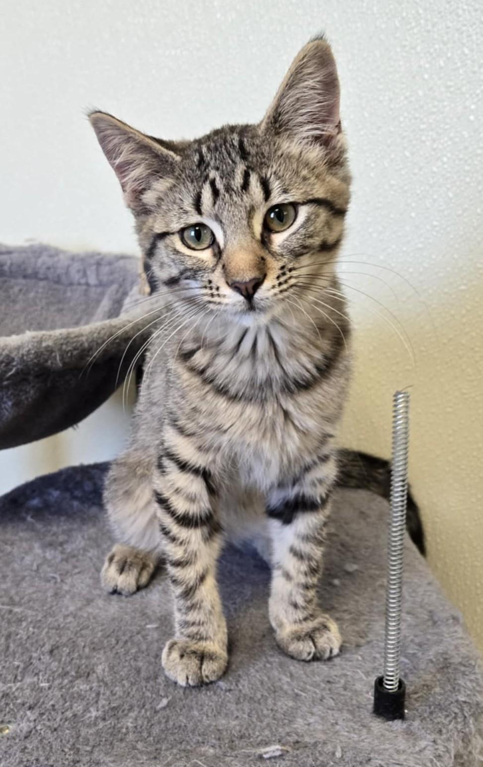 Bonnie, a Adoptable Domestic Short Hair in Larned, KS image 2/2