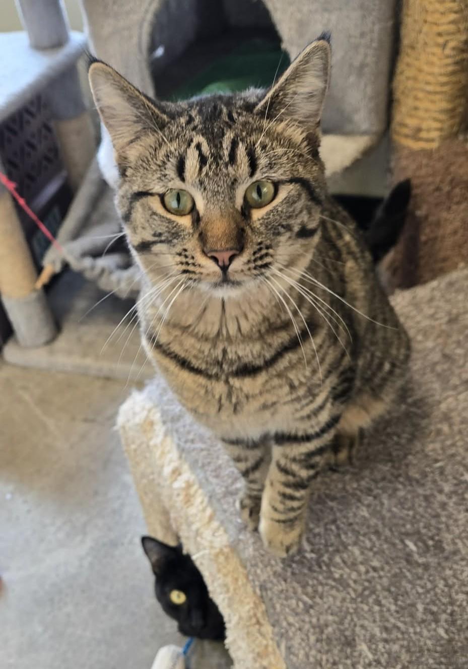 Bonnie, a Adoptable Domestic Short Hair in Larned, KS image 2/4