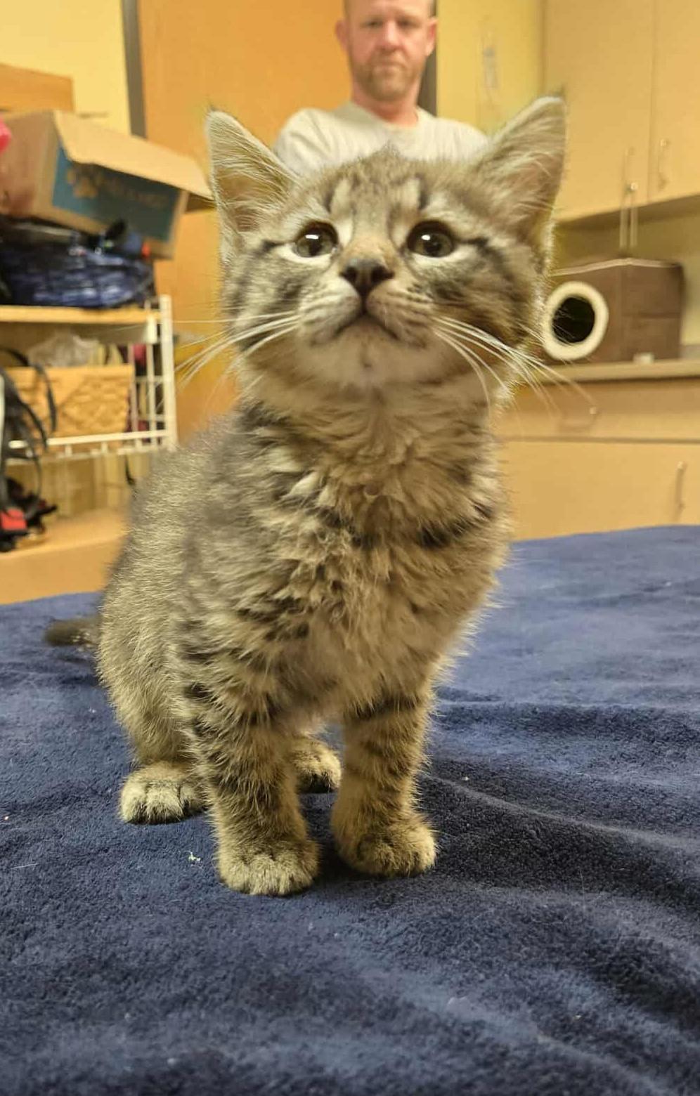 Bonnie, an adoptable Domestic Short Hair in Larned, KS, 67550 | Photo Image 2