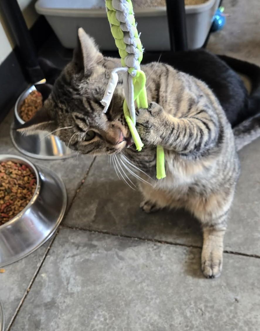 Bonnie, Adoptable, Adult Female Domestic Short Hair.