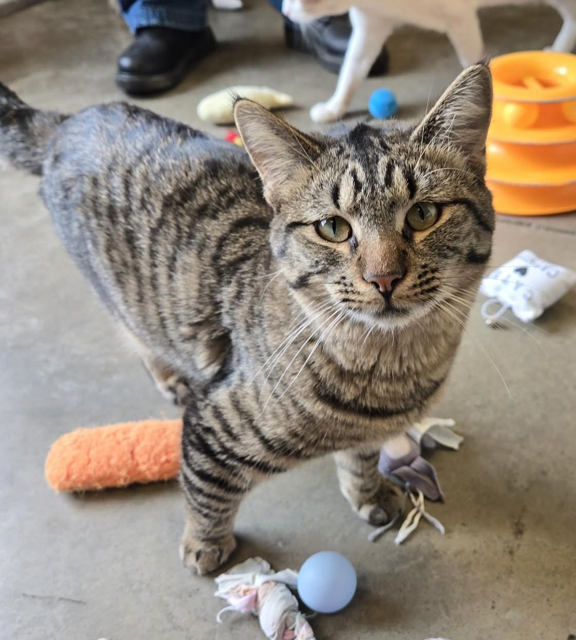 Bonnie, a Adoptable Domestic Short Hair in Larned, KS image 4/4