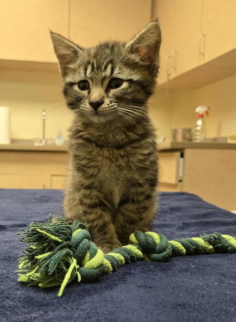 Bonnie, an adoptable Domestic Short Hair in Larned, KS, 67550 | Photo Image 1