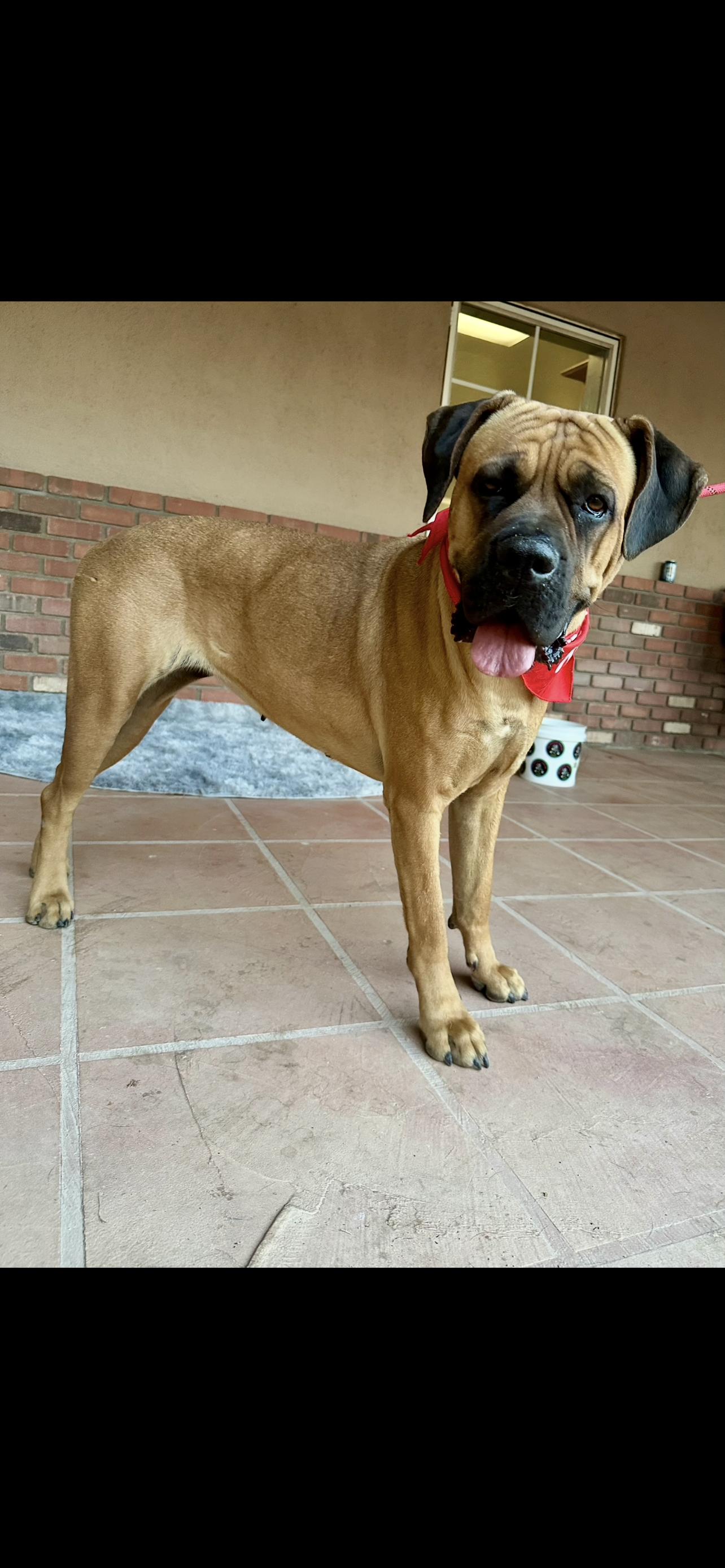 Becky - adopted, Adopted, Young Female Mastiff.