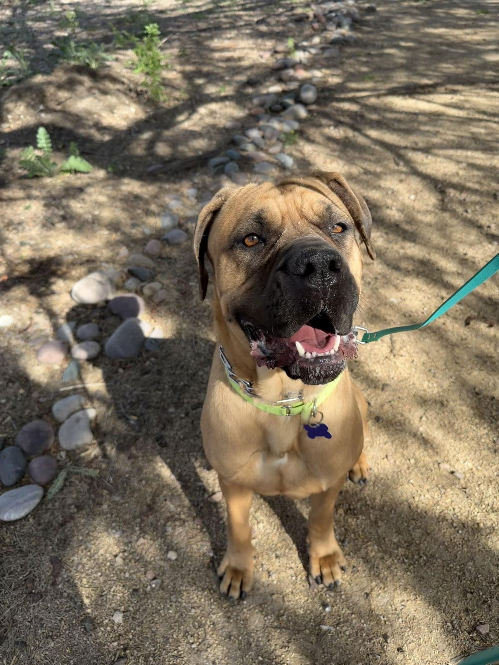 Becky - adopted, a Adopted Mastiff in Glendale, AZ image 2/3